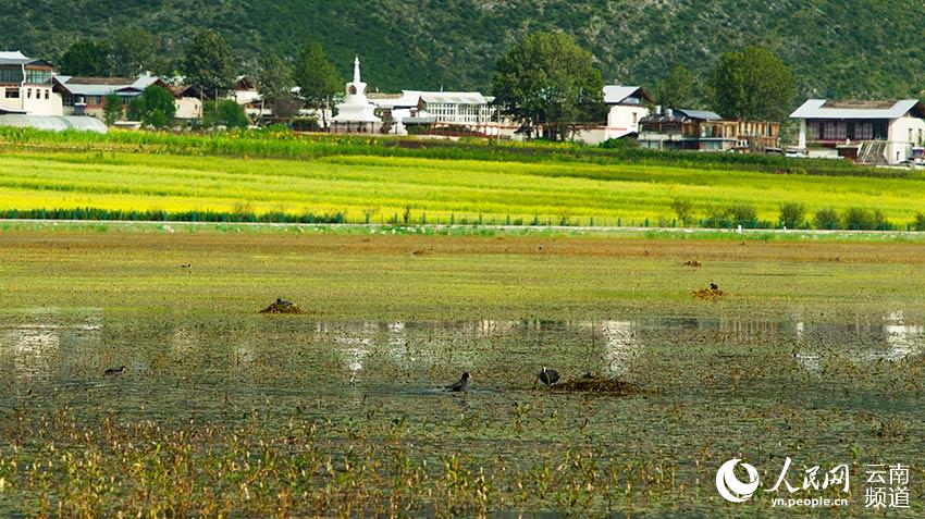 納帕海成為鳥類遷徙停留地。呂昊辰攝