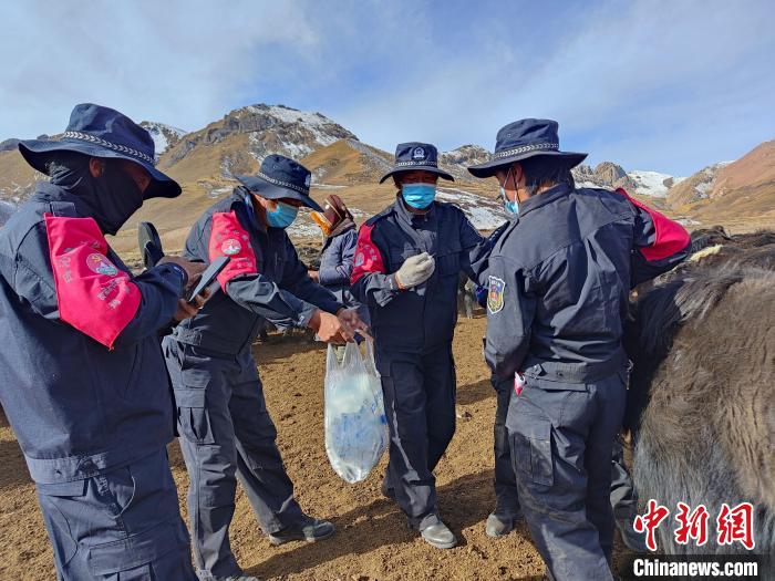 圖為義警隊(duì)員協(xié)助工作人員為牦牛接種疫苗?！∏嗪９逯莠斍呖h公安局下大武派出所供圖