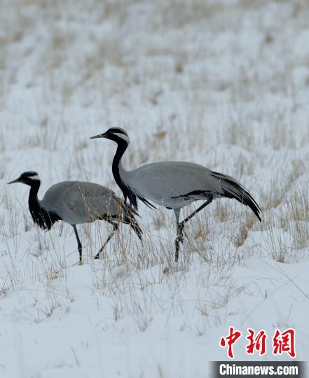 在若爾蓋濕地的蓑羽鶴?！∩袞|機(jī) 攝