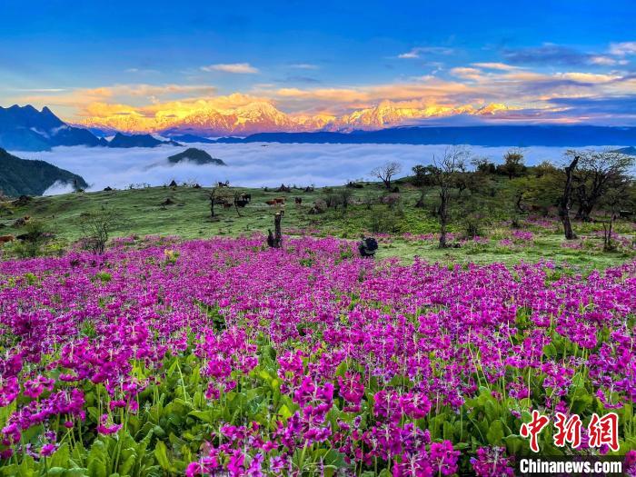 春天的牛背山花海?！∮稳仄?攝