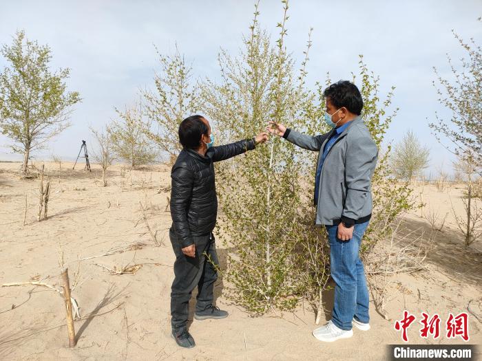 柴達木盆地的護林員：守護，只為那一片綠