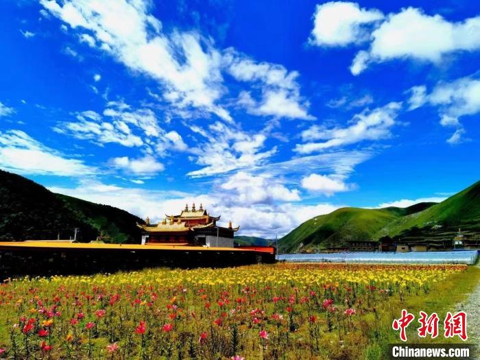 近百畝百合花競相開放，景色誘人。　壤塘縣委宣傳部供圖