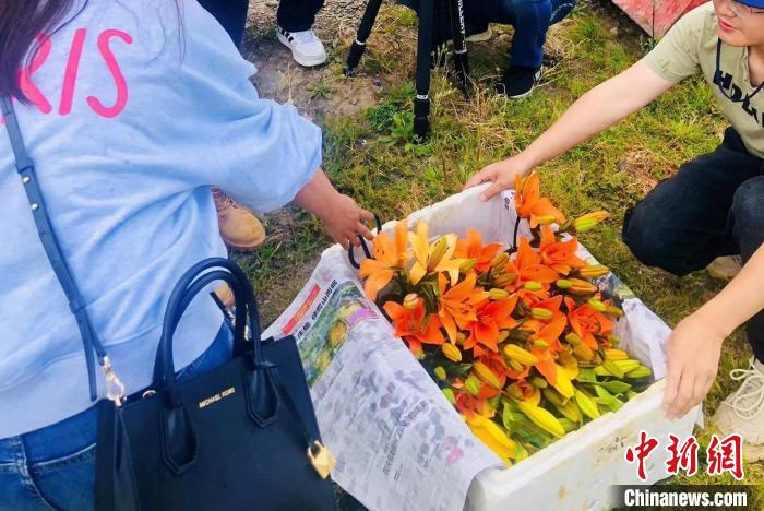 村民采摘百合花?！∪捞量h委宣傳部供圖