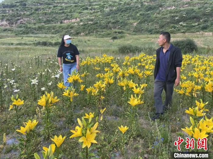 村民采摘百合花?！∪捞量h委宣傳部供圖