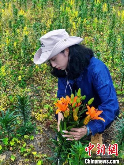 村民采摘百合花。　壤塘縣委宣傳部供圖