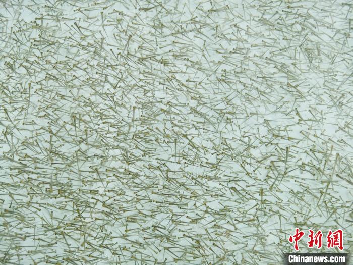 圖為密集培育的魚苗。　張?zhí)砀?攝