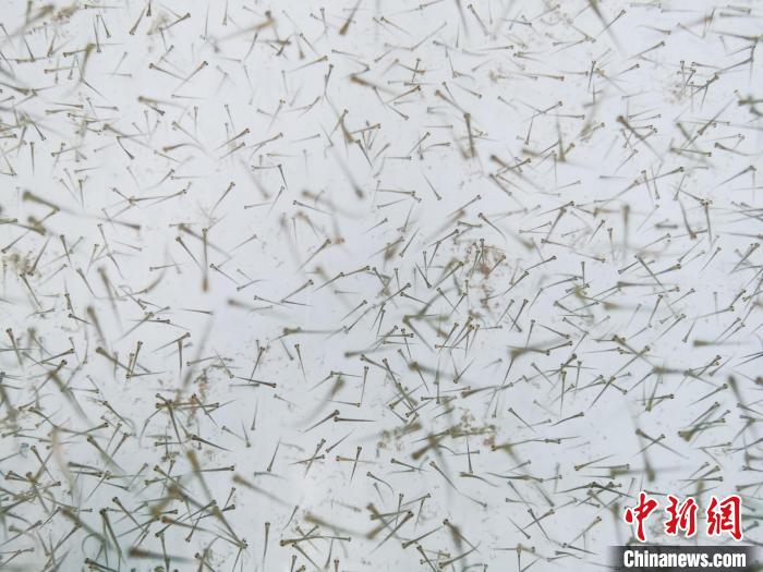 圖為魚苗。　張?zhí)砀?攝