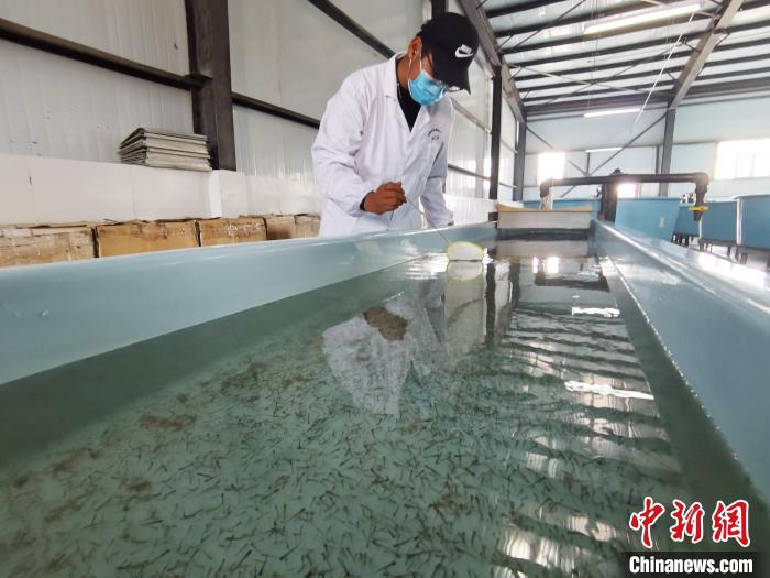 圖為工作人員檢查魚苗。　張?zhí)砀?攝