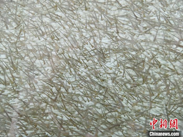 圖為密集分布的魚苗。　張?zhí)砀?攝