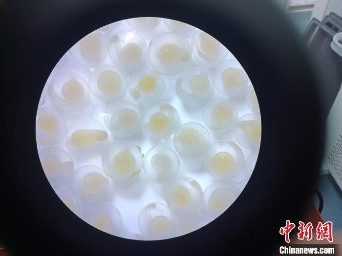 圖為顯微鏡下的魚卵。　青海湖裸鯉救護(hù)中心 供圖