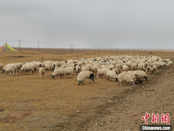 圖為瑪多藏羊?！‖敹嗫h委宣傳部 供圖
