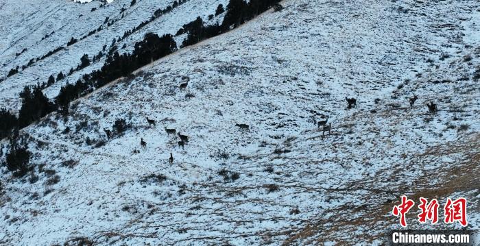 圖為巖羊和馬鹿集體在雪地里休憩?！《继m縣融媒體中心 供圖