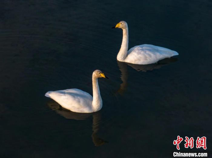 圖為兩只天鵝在湖中游蕩?！『螁⒔?攝
