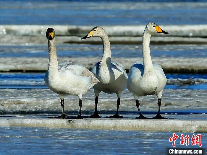 圖為三只天鵝在湖面上曬太陽。　何啟金 攝