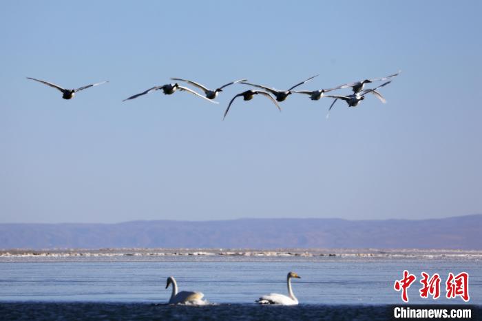 圖為大天鵝在青海湖上空飛翔?！●R怡睿 攝