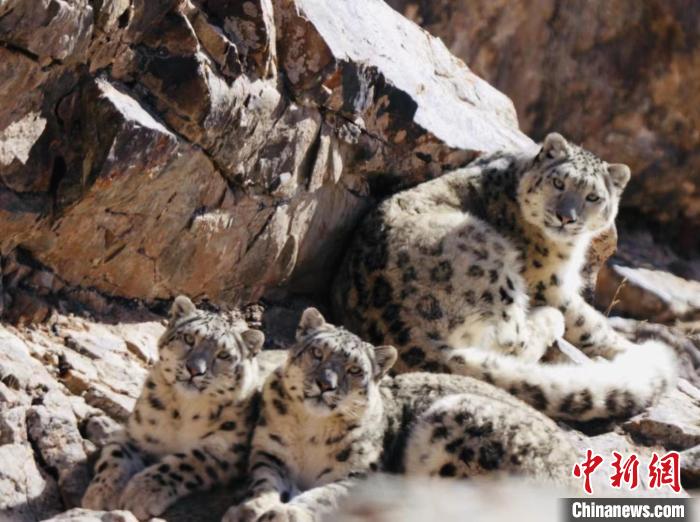 青海都蘭：雪豹、兔猻等多種珍稀野生動物亮相