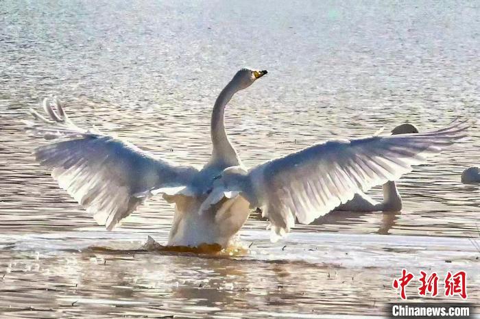 圖為一只大天鵝在水中沐浴?！?yán)桉 攝