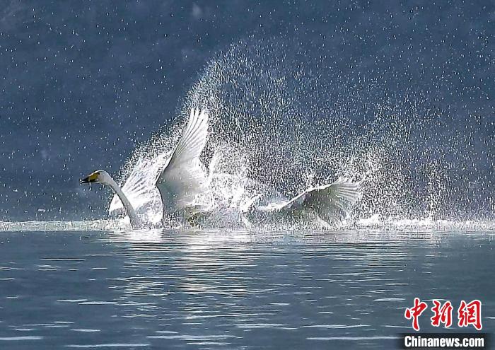 圖為大天鵝在水中嬉戲?！?yán)桉 攝