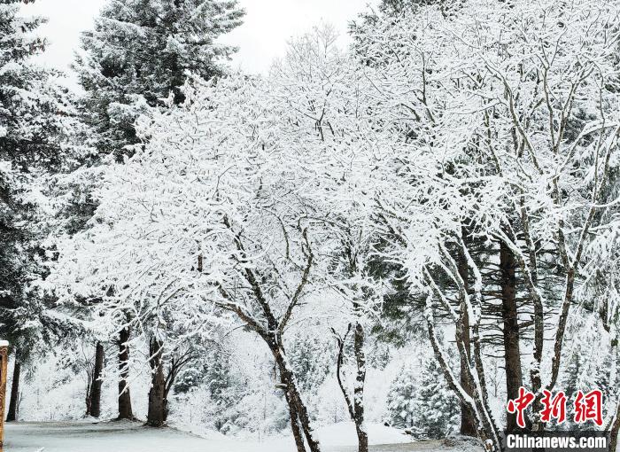 大熊貓國家公園王朗片區(qū)春雪如畫，宛若仙境?！×_春平 攝