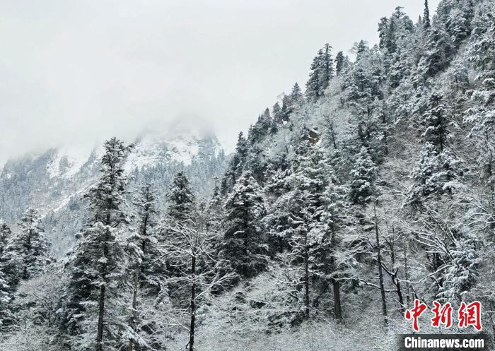 大熊貓國家公園王朗片區(qū)春雪如畫，宛若仙境?！×_春平 攝