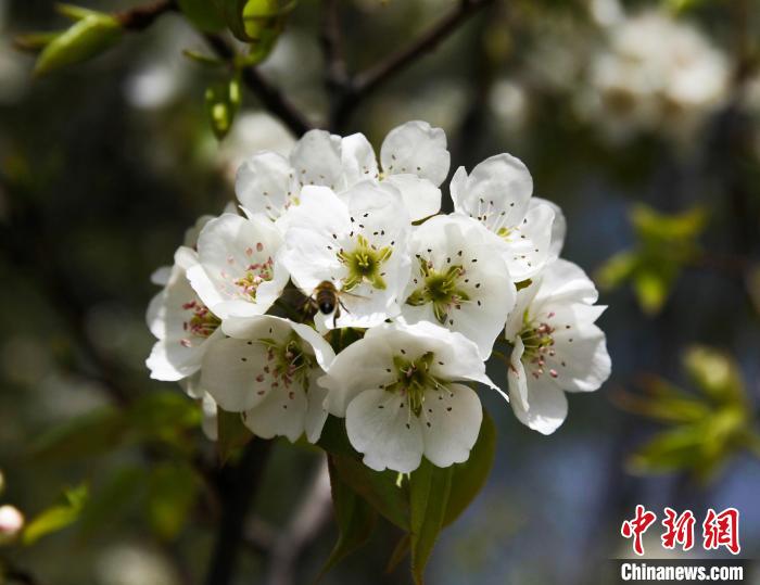 圖為盛開的梨花。　祁增蓓 攝