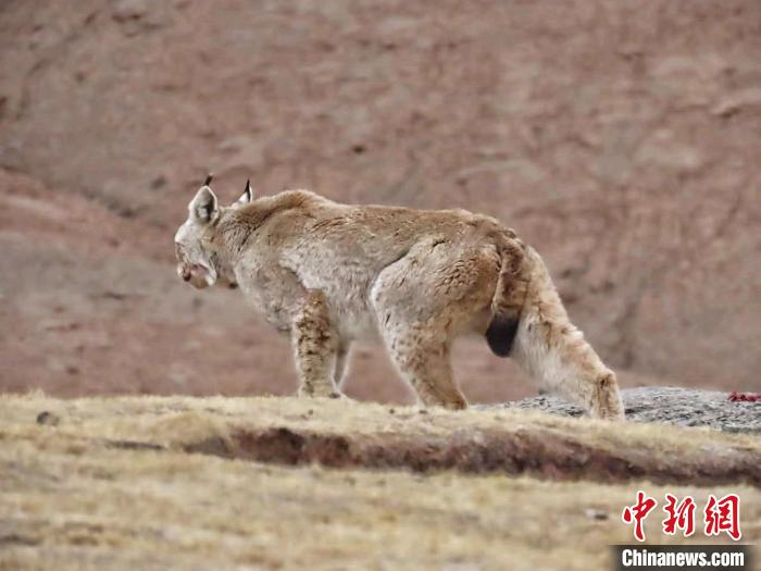 圖為三江源國(guó)家公園長(zhǎng)江源園區(qū)內(nèi)的野生猞猁。　格加 攝
