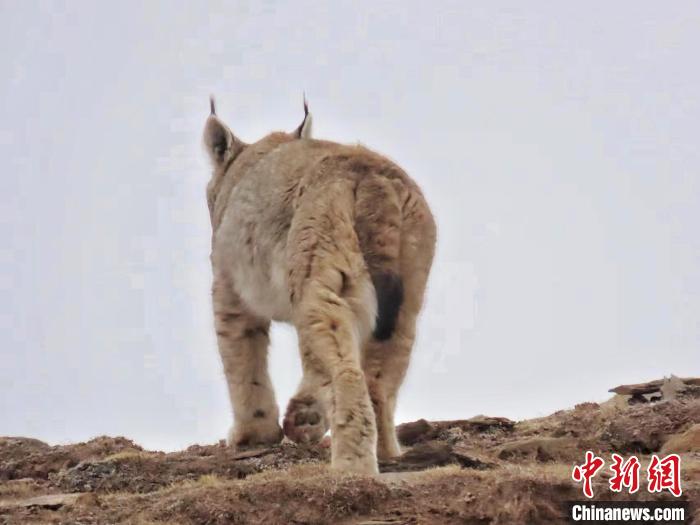 圖為三江源國(guó)家公園長(zhǎng)江源園區(qū)內(nèi)的野生猞猁?！「窦?攝