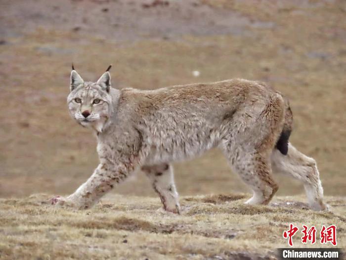 圖為三江源國(guó)家公園長(zhǎng)江源園區(qū)內(nèi)的野生猞猁?！「窦?攝