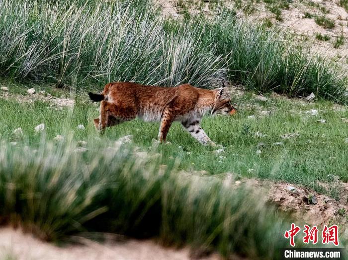 青海都蘭：猞猁悠閑漫步呆萌可愛
