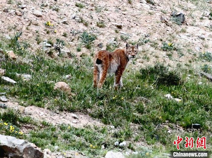 圖為猞猁回眸?！∠蛭能?攝
