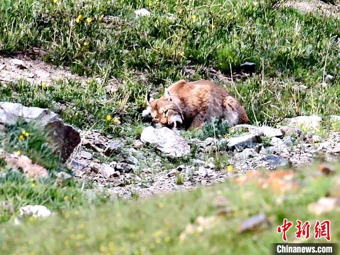 圖為猞猁正在進(jìn)食?！∠蛭能?攝