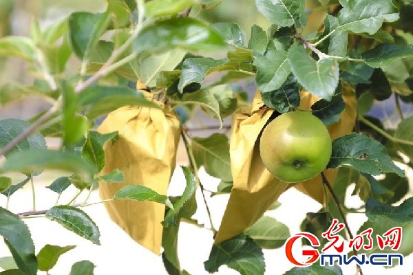 我們的家園｜小蘋(píng)果帶動(dòng)大產(chǎn)業(yè)，帶你看看這座阿壩州小村的鄉(xiāng)村振興新模式