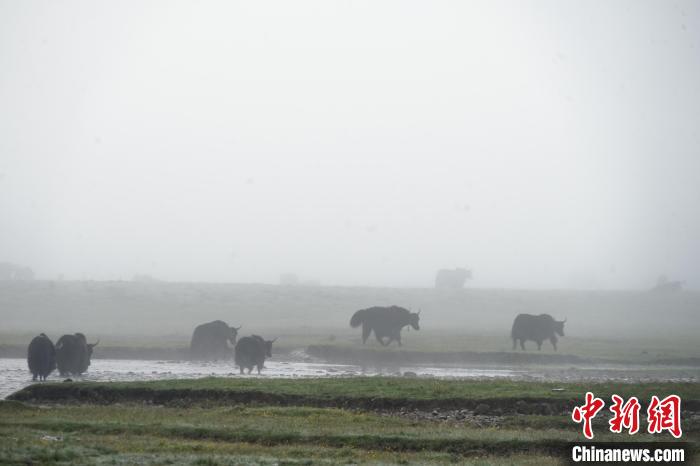 圖為成群牦牛在草灘上戲水漫步，宛如靜美水墨畫?！●R銘言 攝