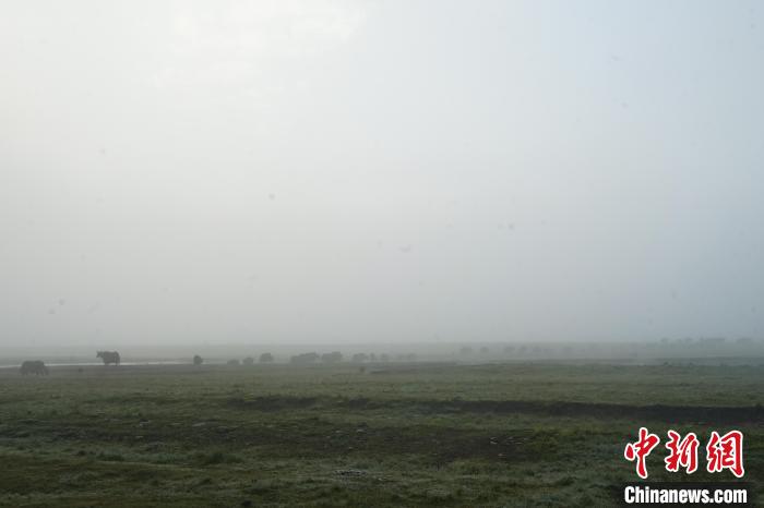 圖為成群牦牛在草灘上覓食、漫步，宛如靜美水墨畫?！●R銘言 攝