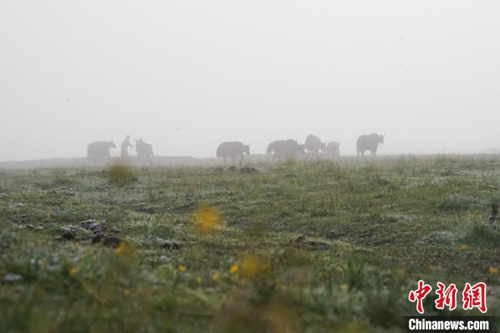 圖為成群牦牛在草灘上覓食、漫步，宛如靜美水墨畫?！●R銘言 攝