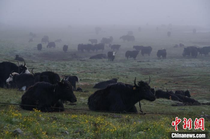 圖為成群牦牛在草灘上覓食、棲息，宛如靜美水墨畫。　馬銘言 攝