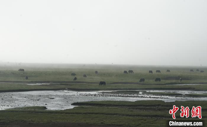 圖為成群牦牛在草灘上覓食、漫步，宛如靜美水墨畫?！●R銘言 攝