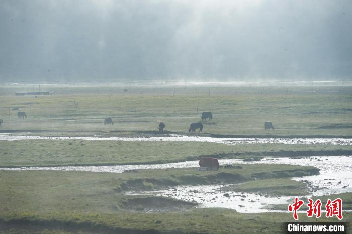 圖為成群牦牛在草灘上覓食、漫步，宛如靜美水墨畫。　馬銘言 攝