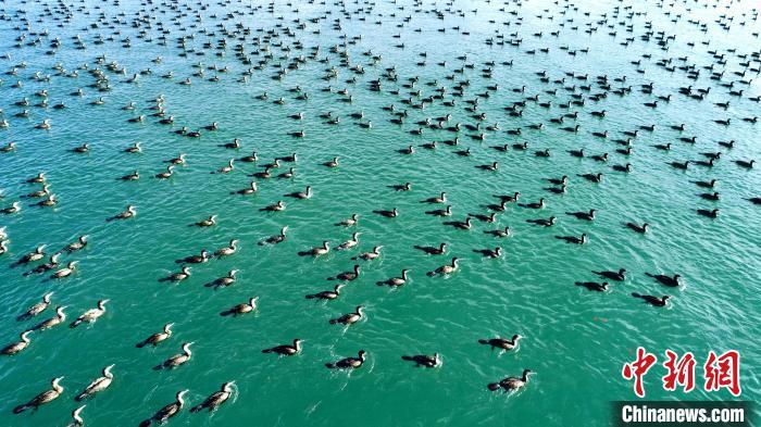 資料圖：黃河源頭湖泊里成群野生鳥類。 多太 攝
