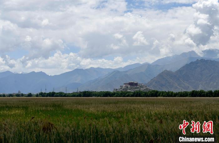圖為6月22日，西藏拉薩拉魯濕地?！±盍?攝