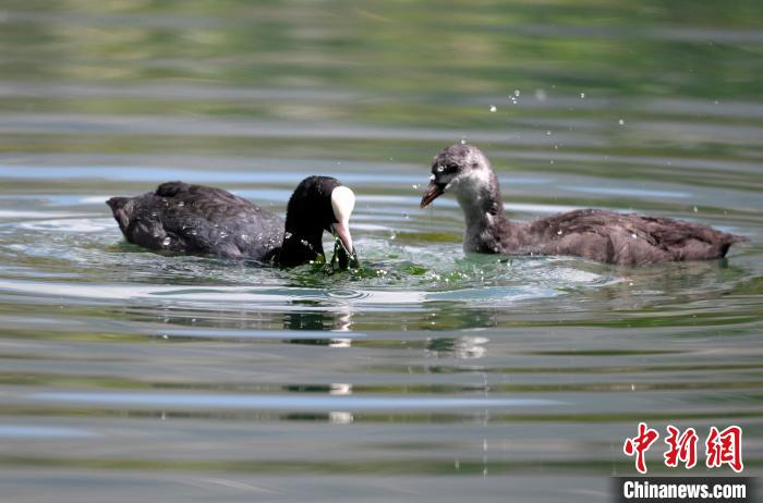 圖為6月22日，棲息在拉魯濕地內(nèi)的古頂雞?！±盍?攝