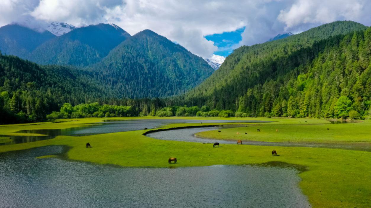 中國最美十大森林之一崗云杉林。西藏自治區(qū)旅發(fā)廳供圖