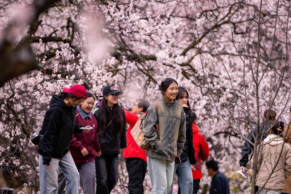 桃花盛開惹人醉，八方游客賞花來。徐馭堯攝