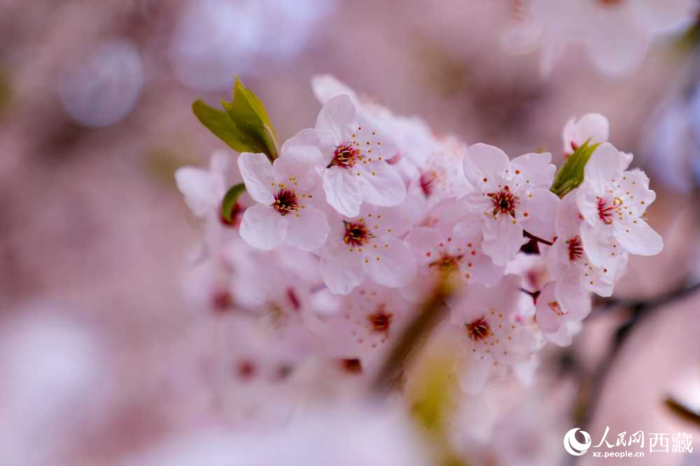 桃花盛開惹人醉。人民網(wǎng)記者 次仁羅布攝