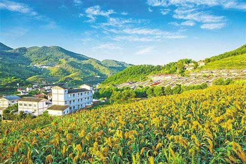 【理上網(wǎng)來o輝煌十九大】鄉(xiāng)村振興戰(zhàn)略：更綜合、全面、系統(tǒng)的發(fā)展戰(zhàn)略