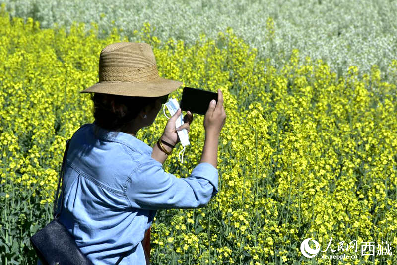 大片油菜花吸引游客到來。人民網(wǎng) 李海霞攝