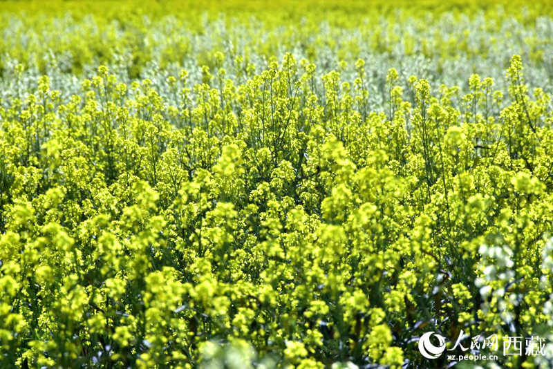 盛開的小油菜花。人民網(wǎng) 李海霞攝