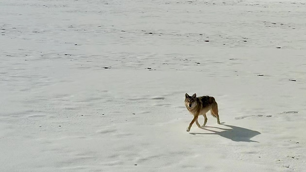 雪地里的阿里“狼”。