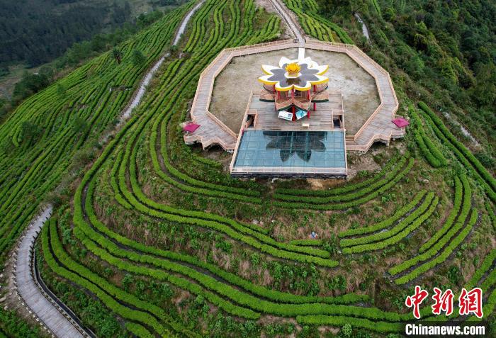 圖為西藏林芝市墨脫縣背崩鄉(xiāng)格林村山頂的景觀茶園。(無人機照片) 李林 攝