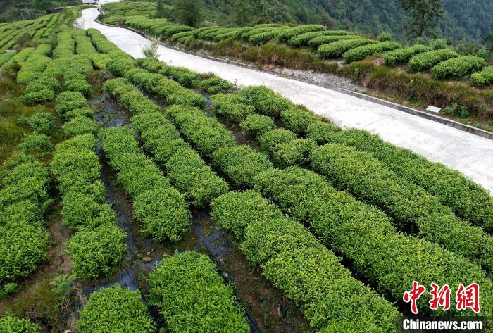 圖為西藏林芝市墨脫縣背崩鄉(xiāng)格林村山頂的景觀茶園。(無人機照片) 李林 攝